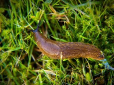 Slinkis Cr 228x170 0