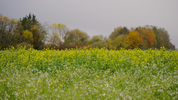 Dotnuva Green 1 Ir 2