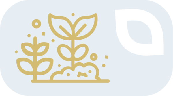 Sideralinių augalų sėklos