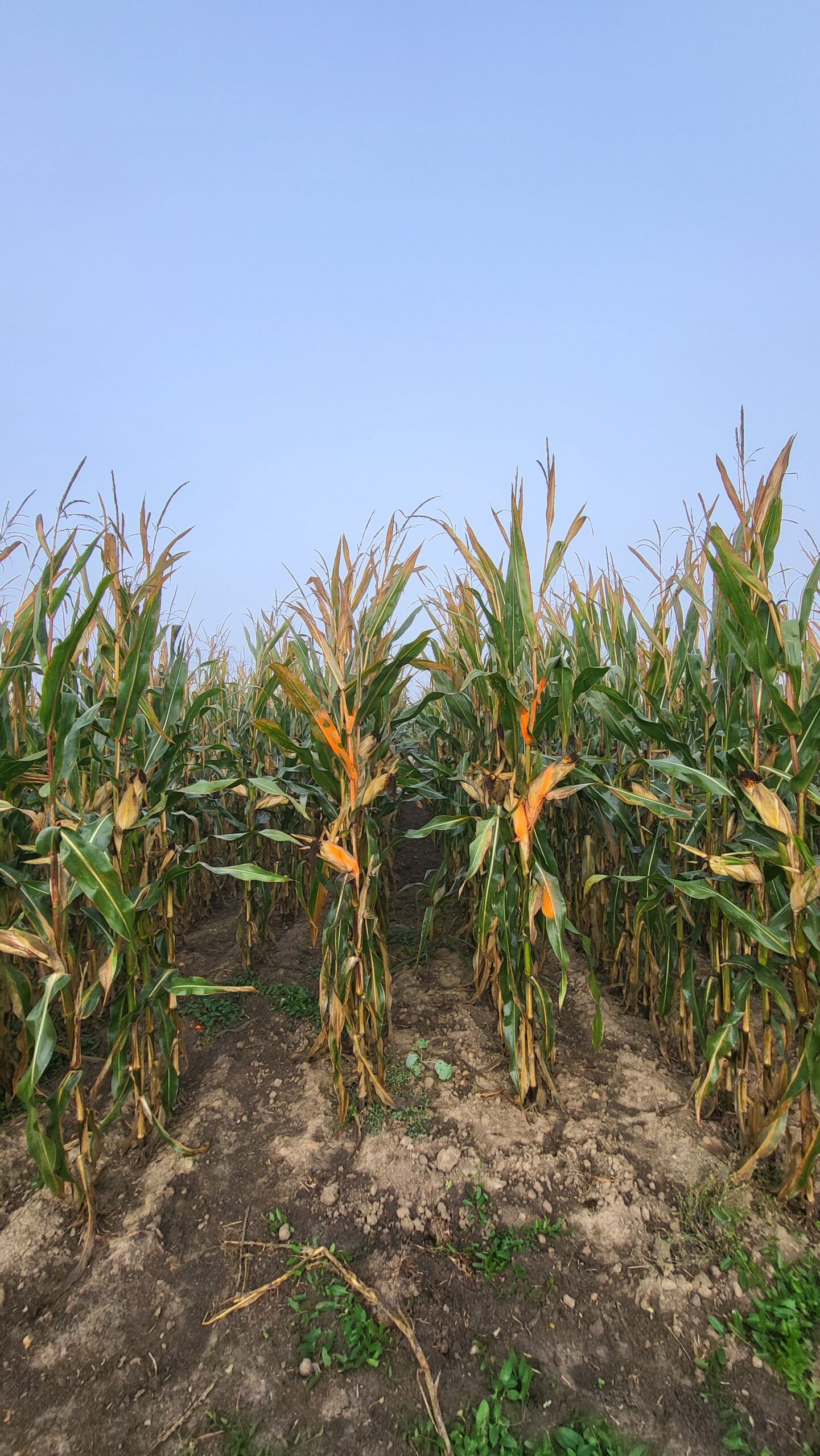 20240920 Sy Liberty Fao 200