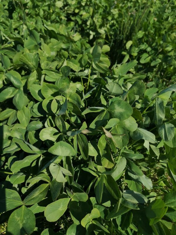 Pupinės pašarinės žolės