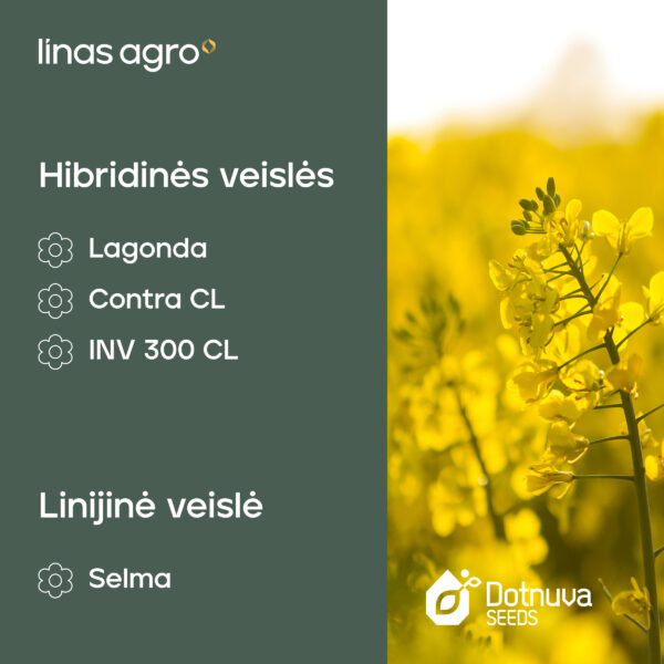 Rapsų veislės 2025 02